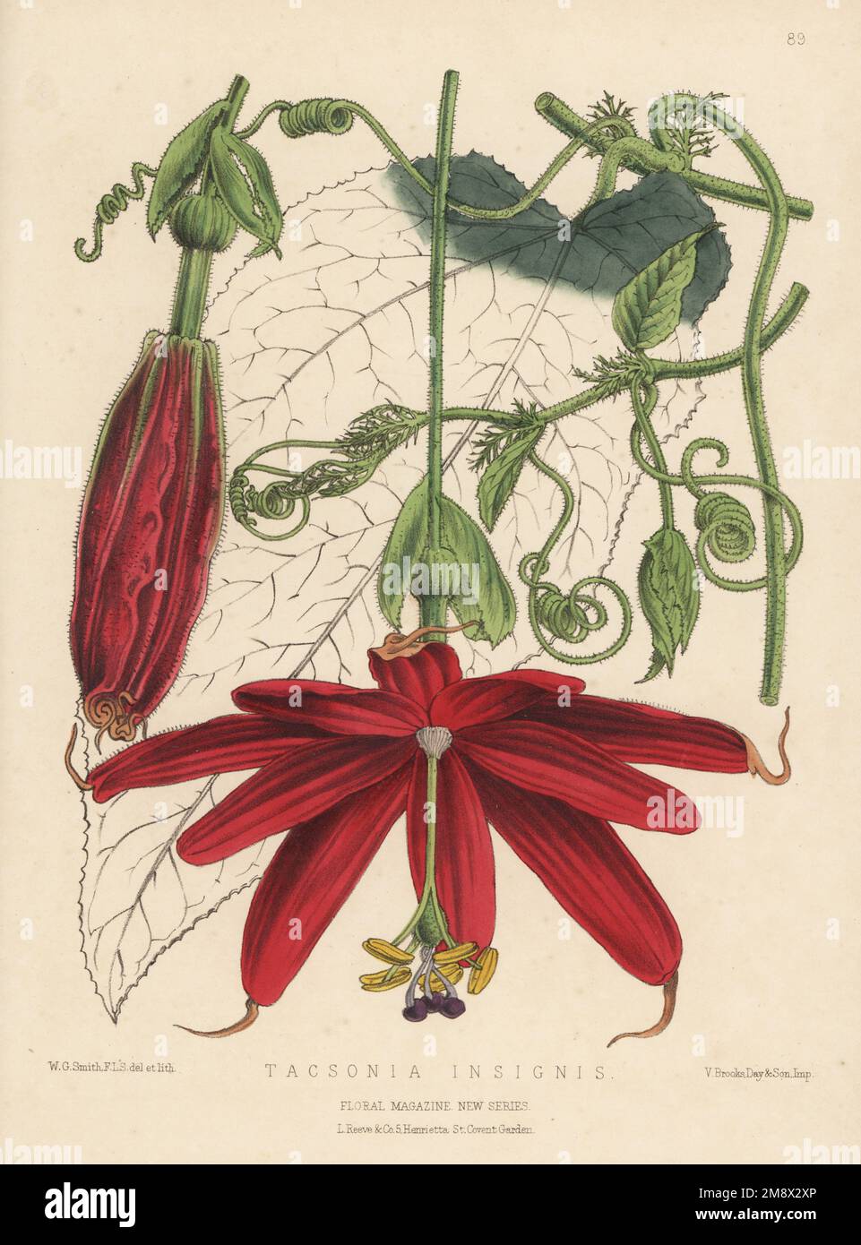 Passion flower or passion vine, Passiflora insignis. Raised by gardener Mr Anderson at Soweby Hall, Hull, from seeds sent from South America (Peru). As Tacsonia insignis. Handcolored botanical illustration drawn and lithographed by Worthington George Smith from Henry Honywood Dombrain's Floral Magazine, New Series, Volume 2, L. Reeve, London, 1873. Lithograph printed  by Vincent Brooks, Day & Son. Stock Photo