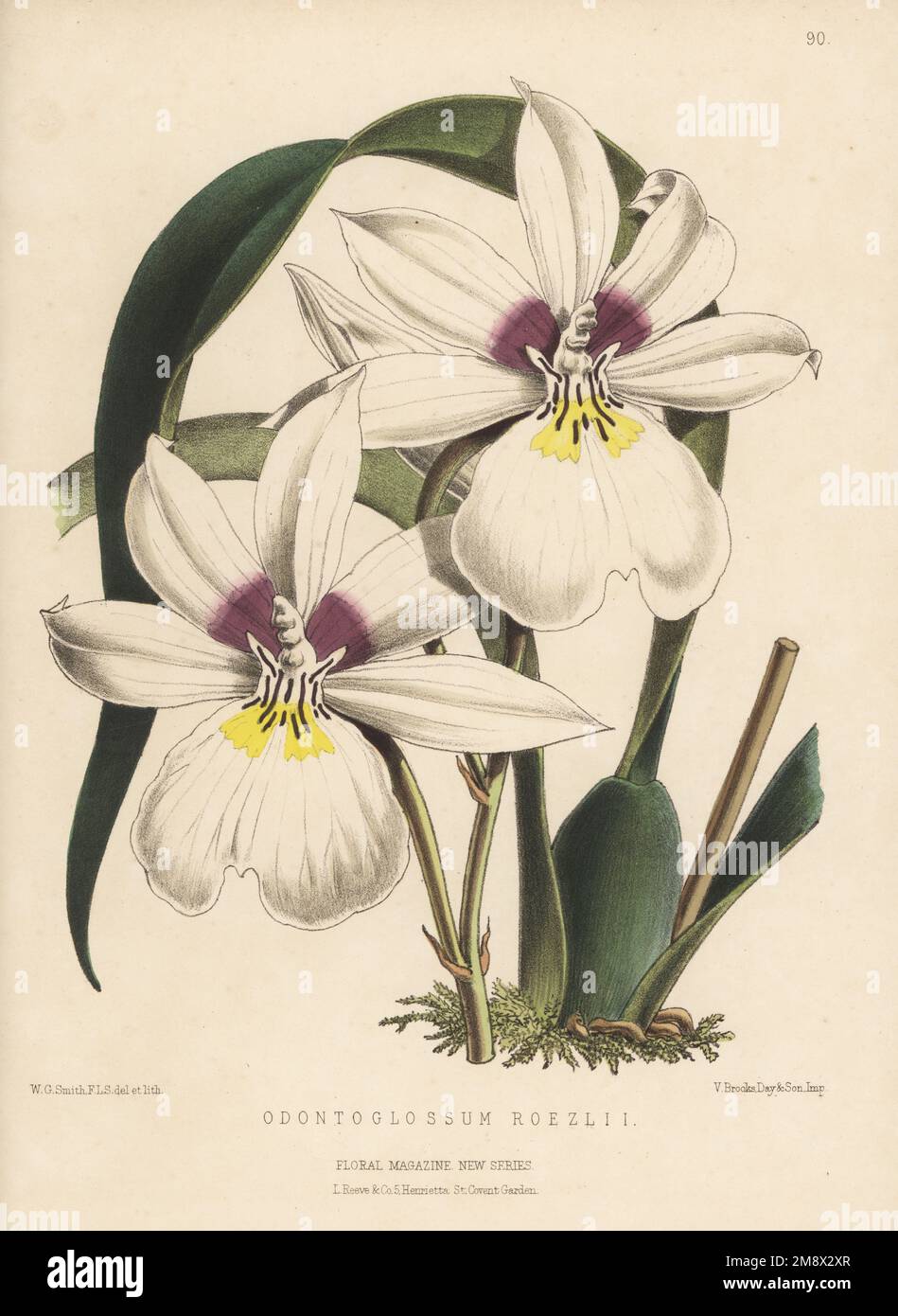 Miltoniopsis roezlii orchid, native to Colombia, Peru, Ecuador and Panama. Imported by nurseryman William Bull, King's Road, Chelsea. As Odontoglossum roezlii. Handcolored botanical illustration drawn and lithographed by Worthington George Smith from Henry Honywood Dombrain's Floral Magazine, New Series, Volume 2, L. Reeve, London, 1873. Lithograph printed  by Vincent Brooks, Day & Son. Stock Photo
