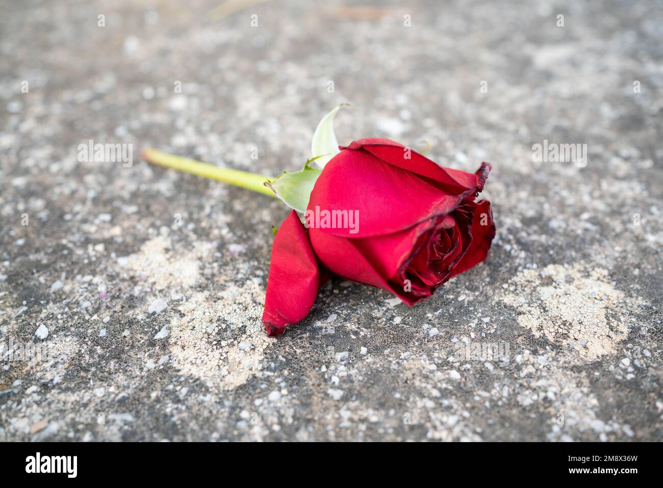 Close up of red roses on the asphalt of a road in concept of traffic accident Stock Photo