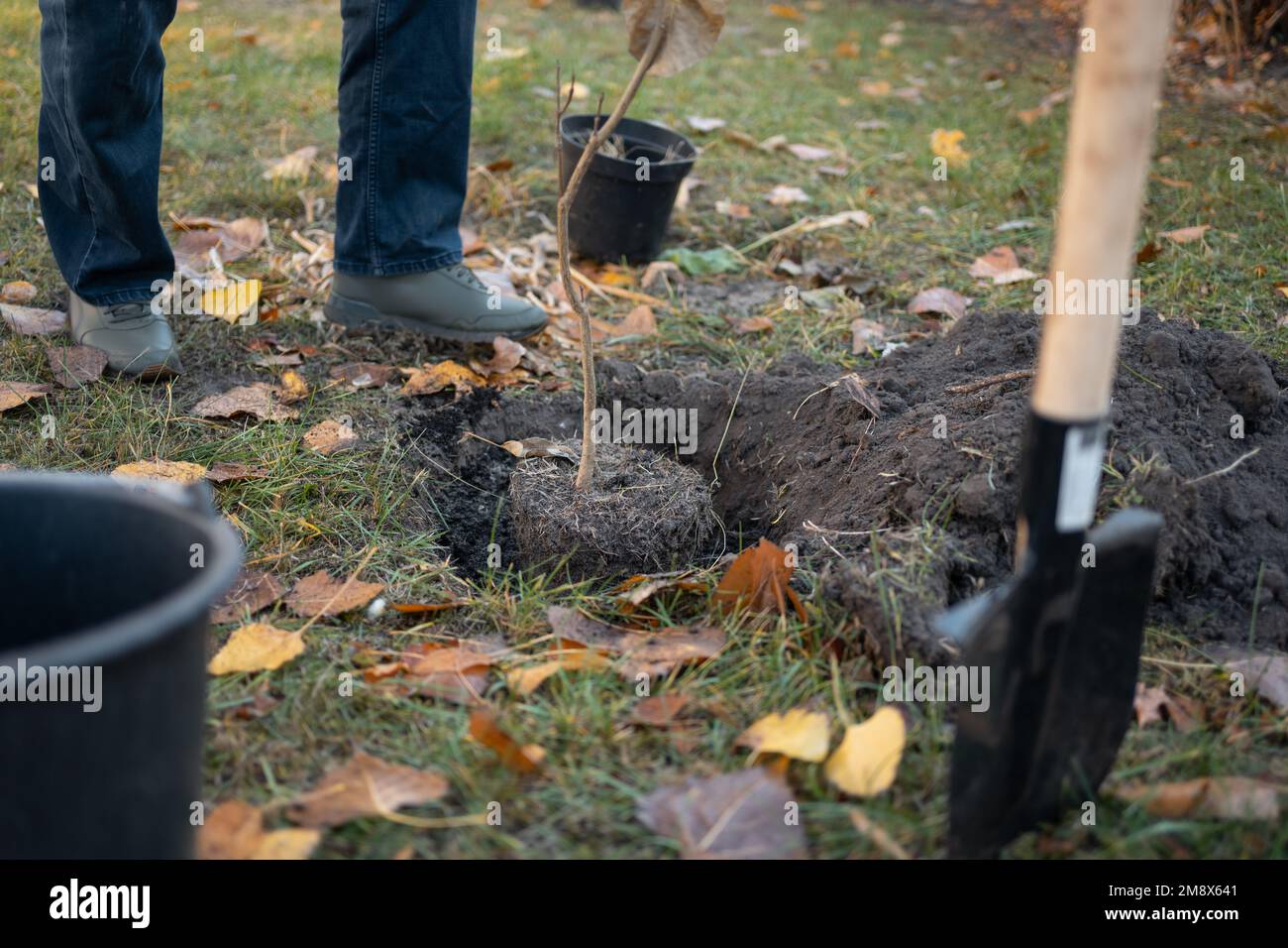 reforestation or volunteer planting new tree sapling in soil with ...