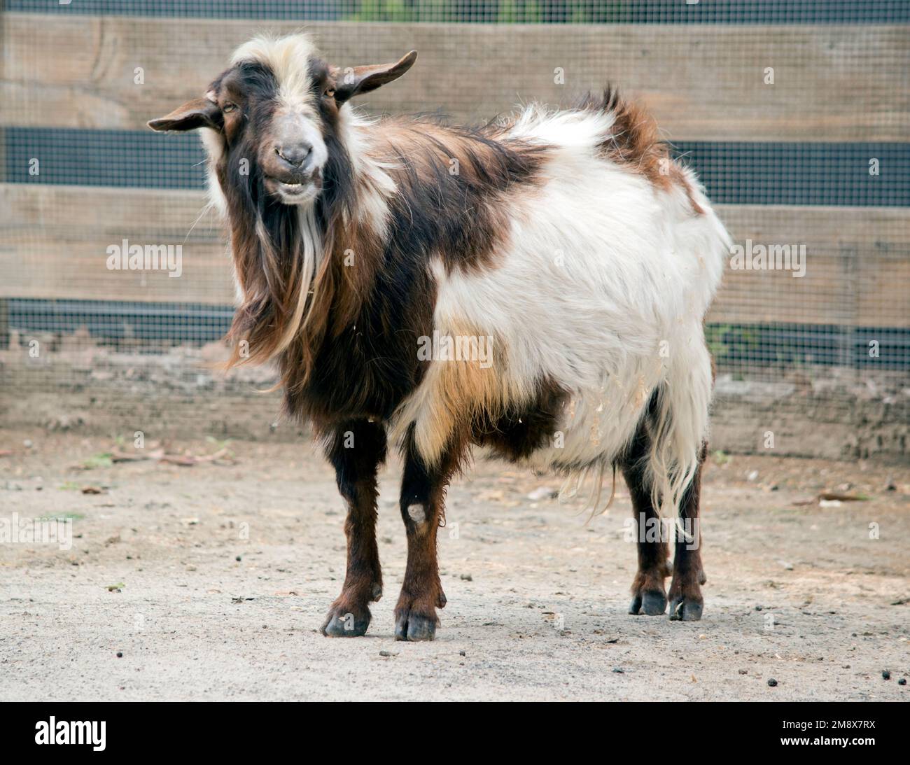 this billy goat lives on a farm Stock Photo