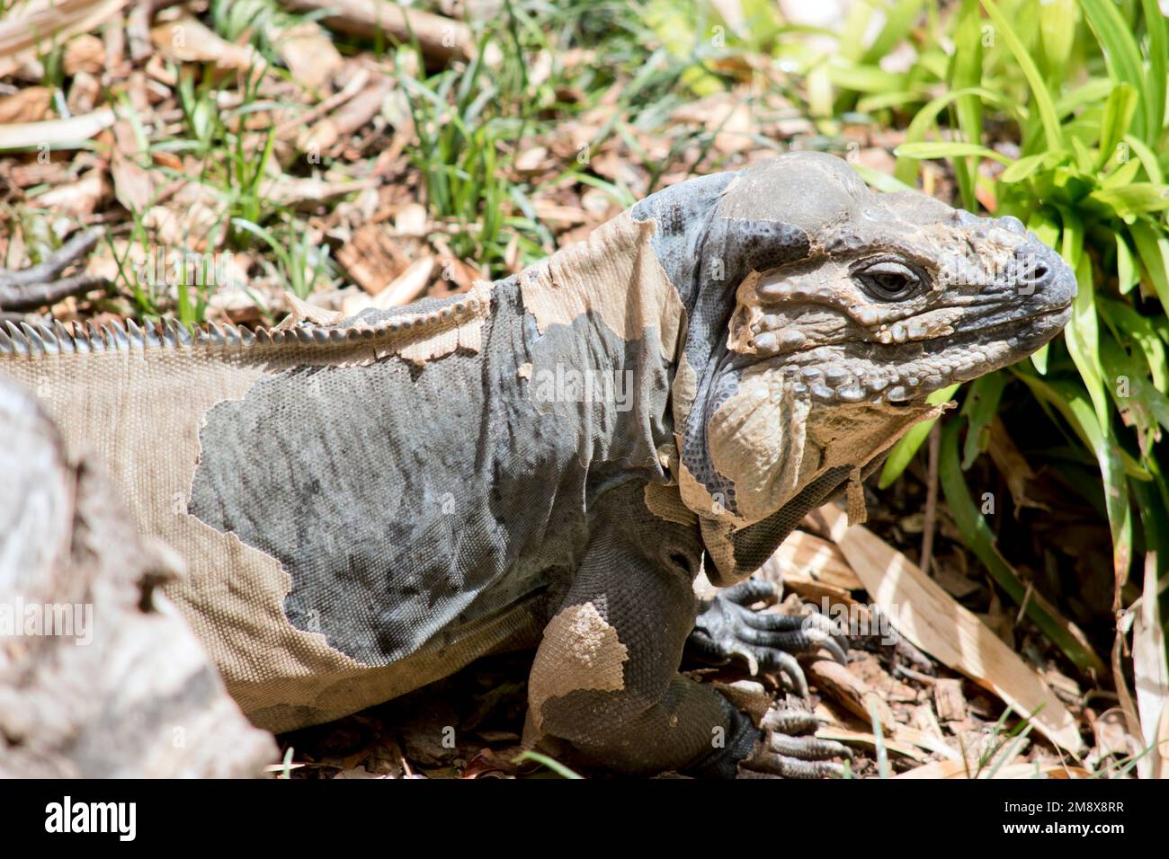 the female rhinoceros iguana is shedding its skin Stock Photo - Alamy