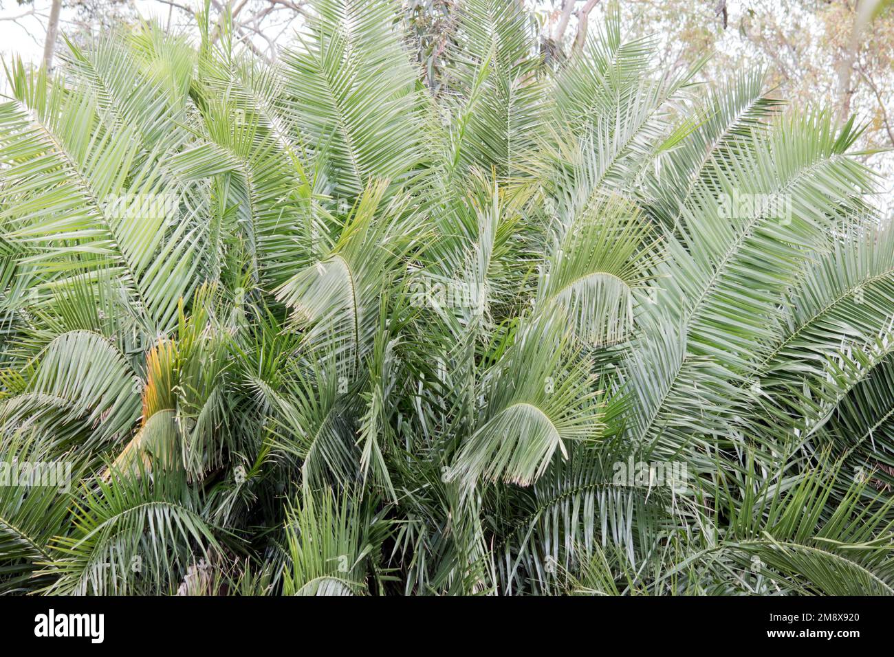 Palm trees and tree ferns hi-res stock photography and images - Alamy
