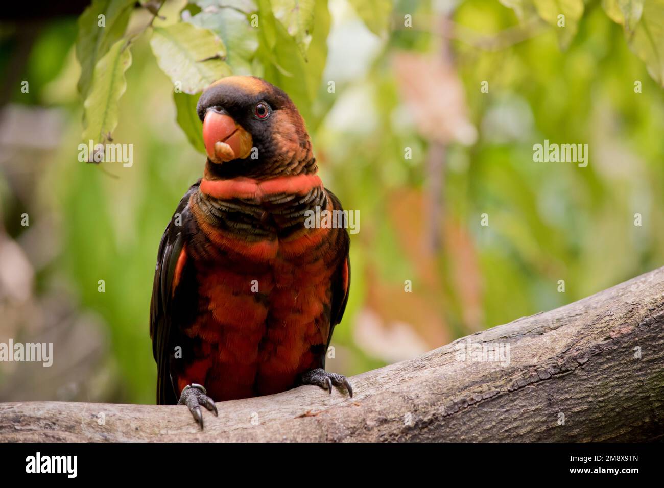The dusky lory has two color phases. The orange and yellow variants both have a golden-brown crown, an orange collar, and a white rump. Stock Photo