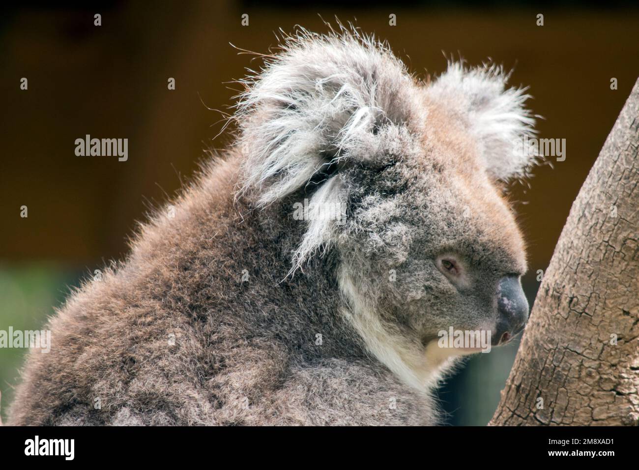 Koalas have large round head, big furry ears and big black nose. Their