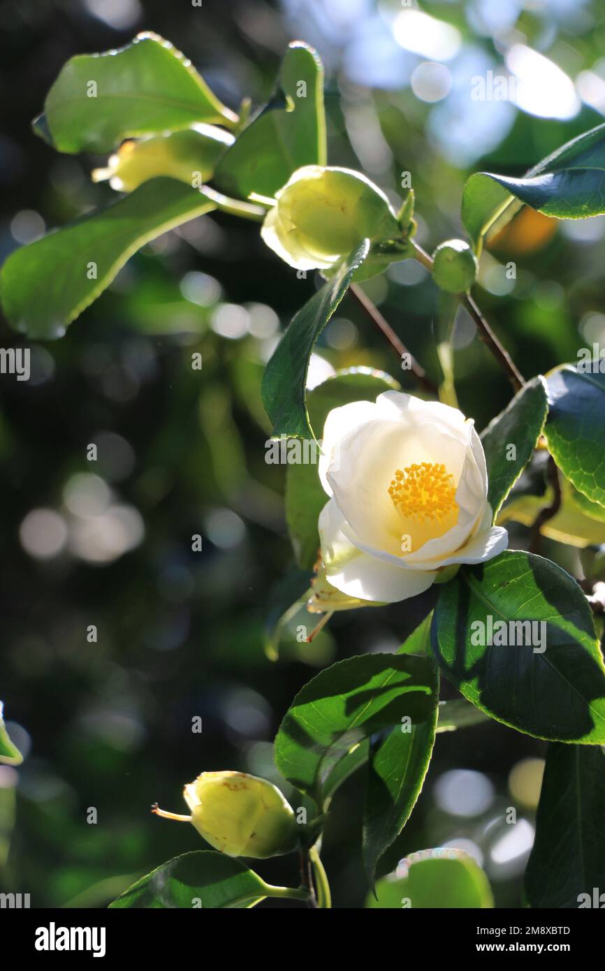 Delicate white camellia flower in bloom, early spring in NSW, Australia. Stock Photo