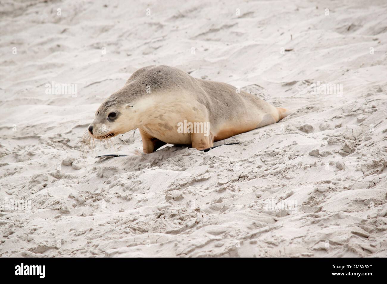 the sea lion pup is waiting on the beach for it mother to return with food Stock Photo