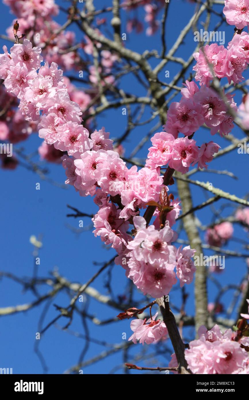 Beautiful bright pink blossoms of a cherry tree in early spring, NSW Australia. Stock Photo