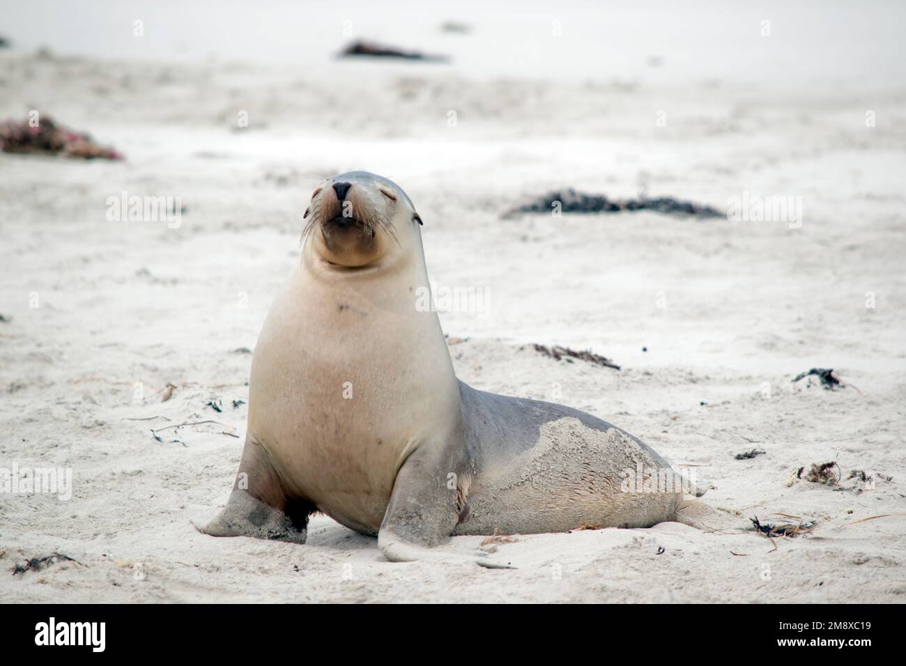 the sea lion pup is resting on the sand at Seal Bay Stock Photo