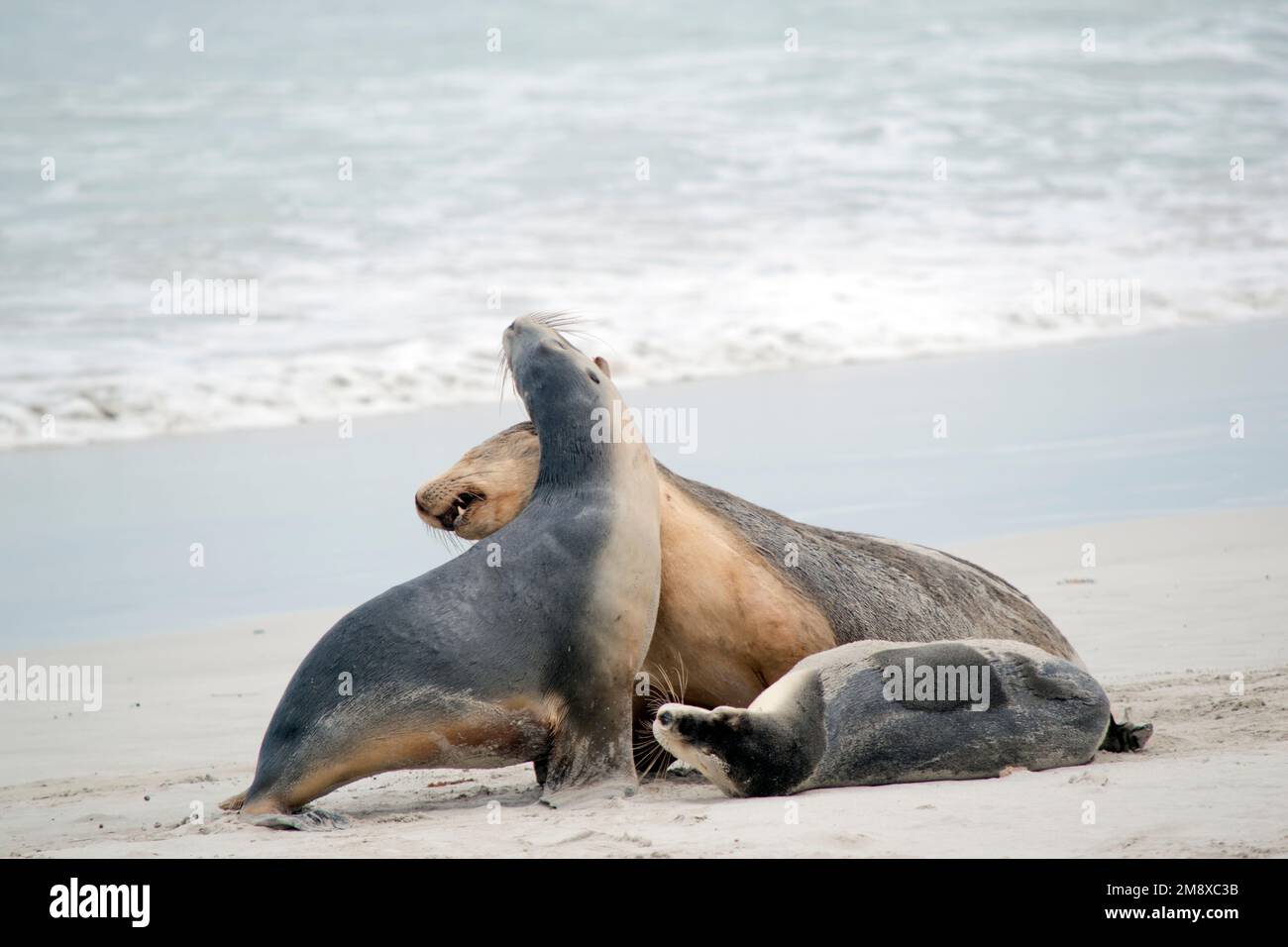 the two sea lions pups are fighting on the beach Stock Photo