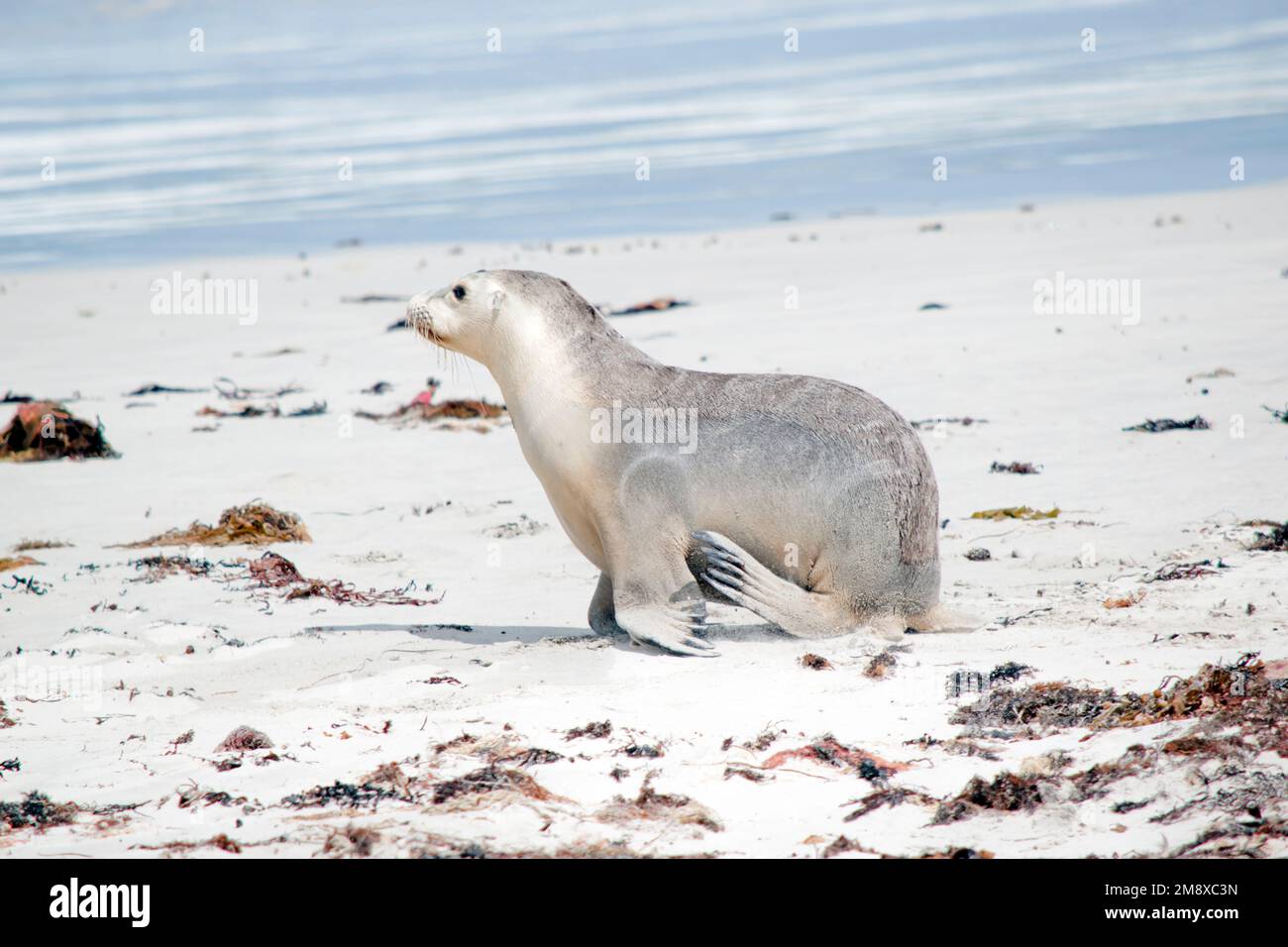 the sea lion is looking for her pup  on the beach so she can feed her pup Stock Photo