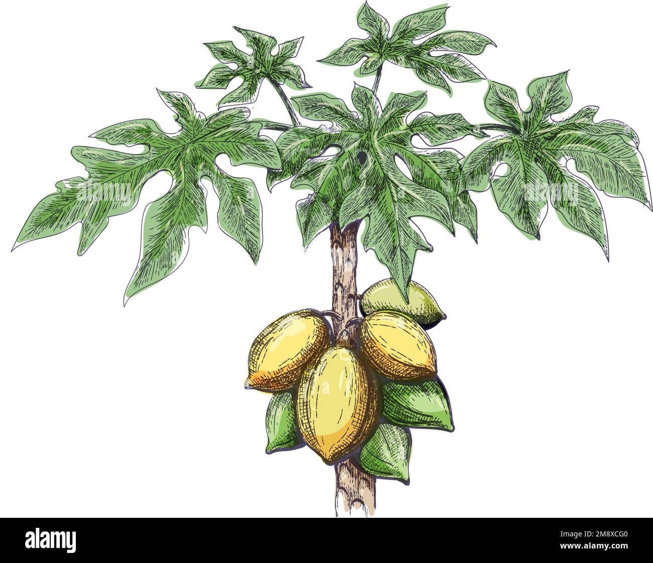Papaya tree color sketch Stock Vector