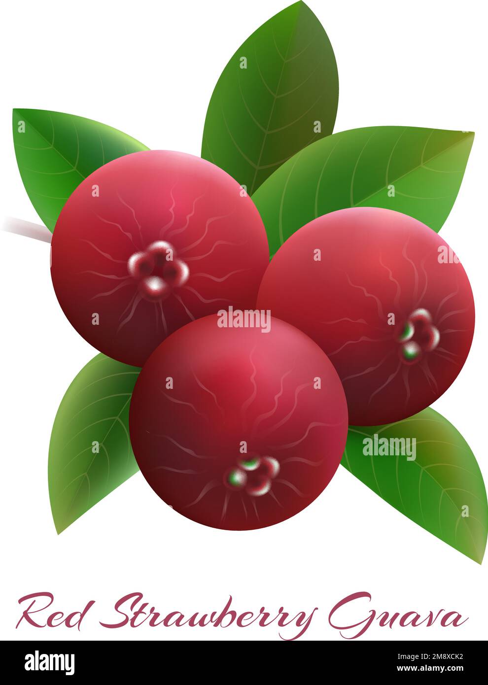 Red strawberry guava Stock Vector