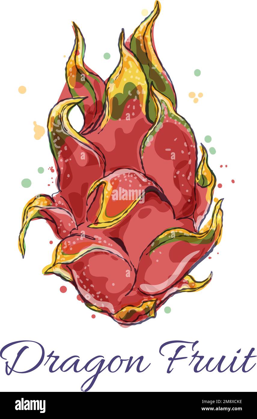 Pitaya watercolor icon Stock Vector