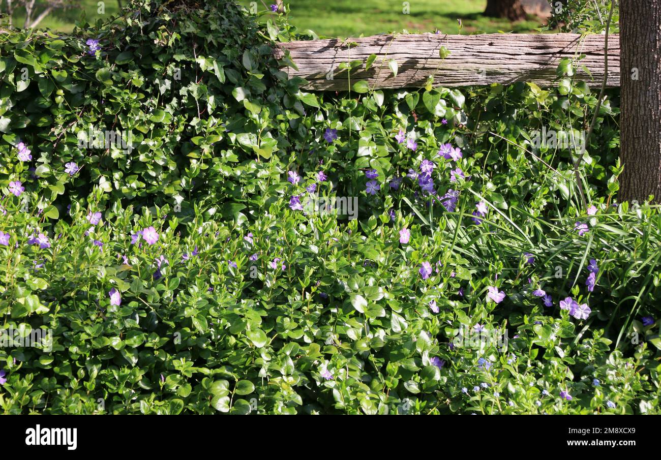 A flowering bush of Vinca provides pops of purple color in early spring in an Australian garden. Stock Photo