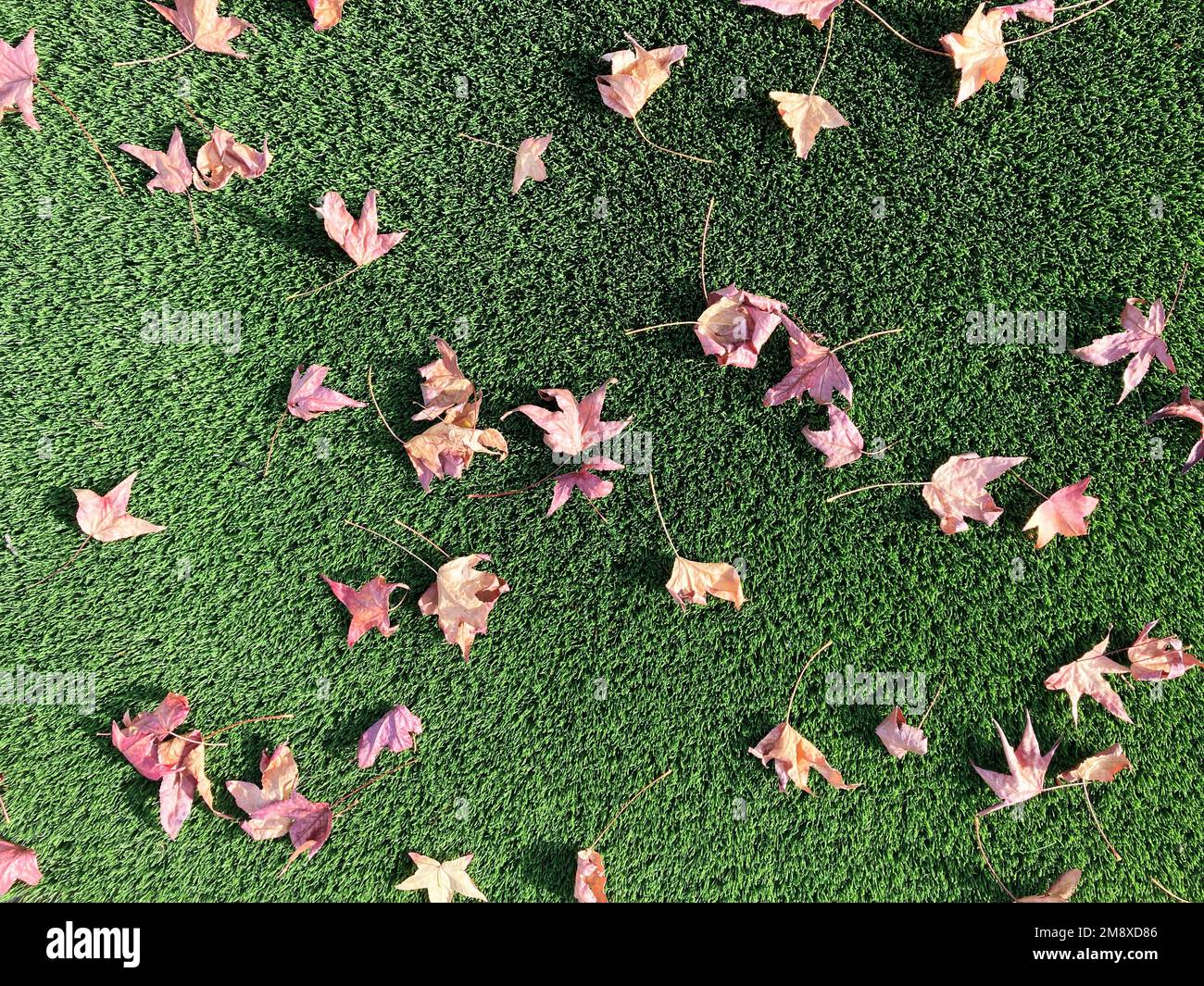 Autumn leaves on artificial grass. Stock Photo