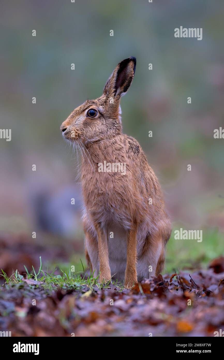 Brown Hare Lepus europaeus pauses briefly on wet leaves before moving off in Norfolk, UK Stock Photo