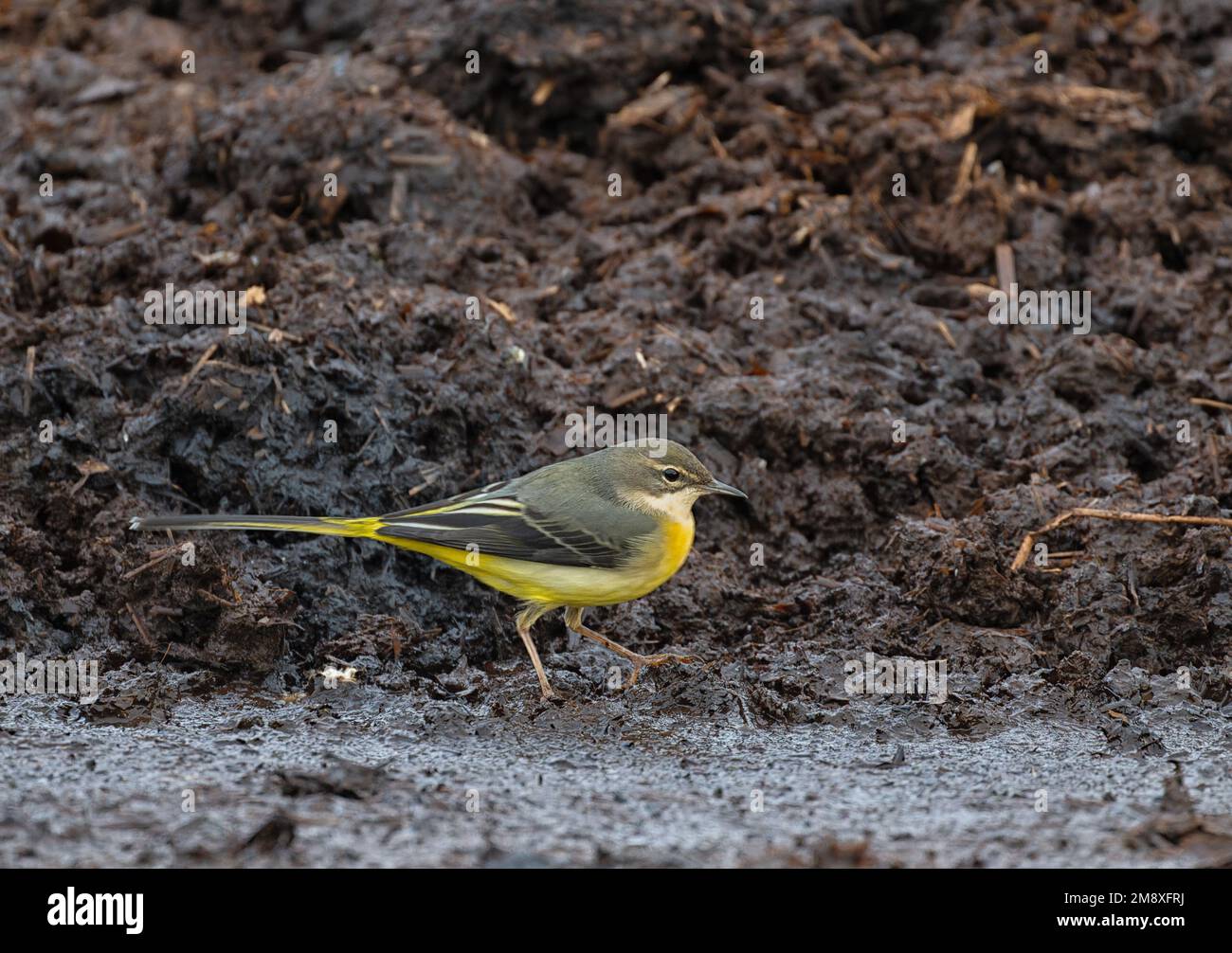 Grey Wagtail Motacilla cinerea searching along a muck heap for food items on a North Norfolk farm, UK Stock Photo