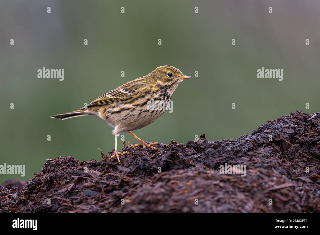 Meadow Pipit Anthus pratensis feeding on a muck heap in North Norfolk, UK Stock Photo