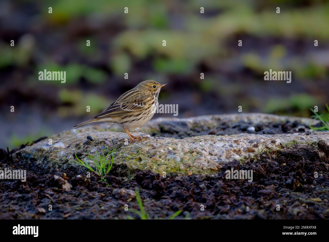 Meadow Pipit Anthus pratensis perching briefly on a concrete support in North Norfolk, UK Stock Photo