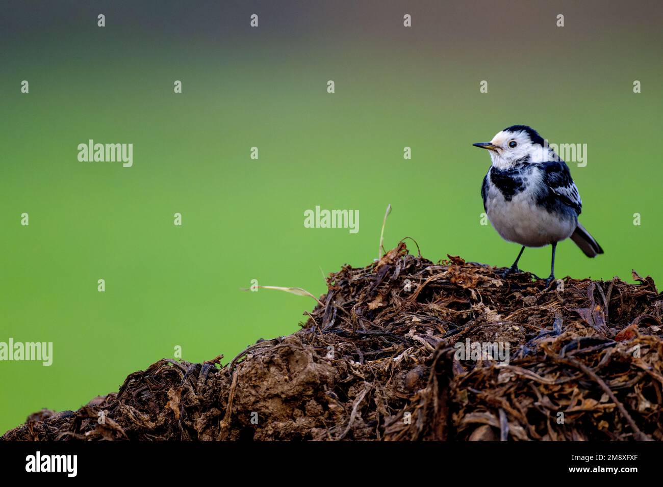Pied Wagtail Motacilla alba perched on a muck heap in North Norfolk, UK. Stock Photo