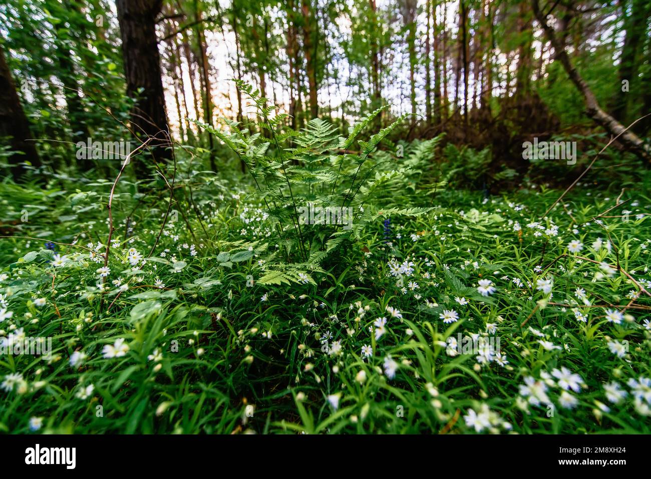 stellaria holostea blooming in the meadow and evergreen fern in the forest in spring Stock Photo