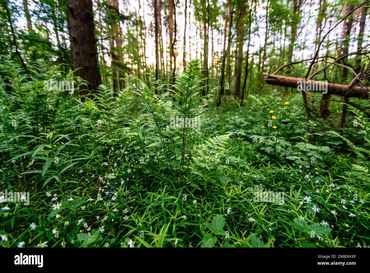 stellaria holostea blooming in the meadow and evergreen fern in the forest in spring Stock Photo