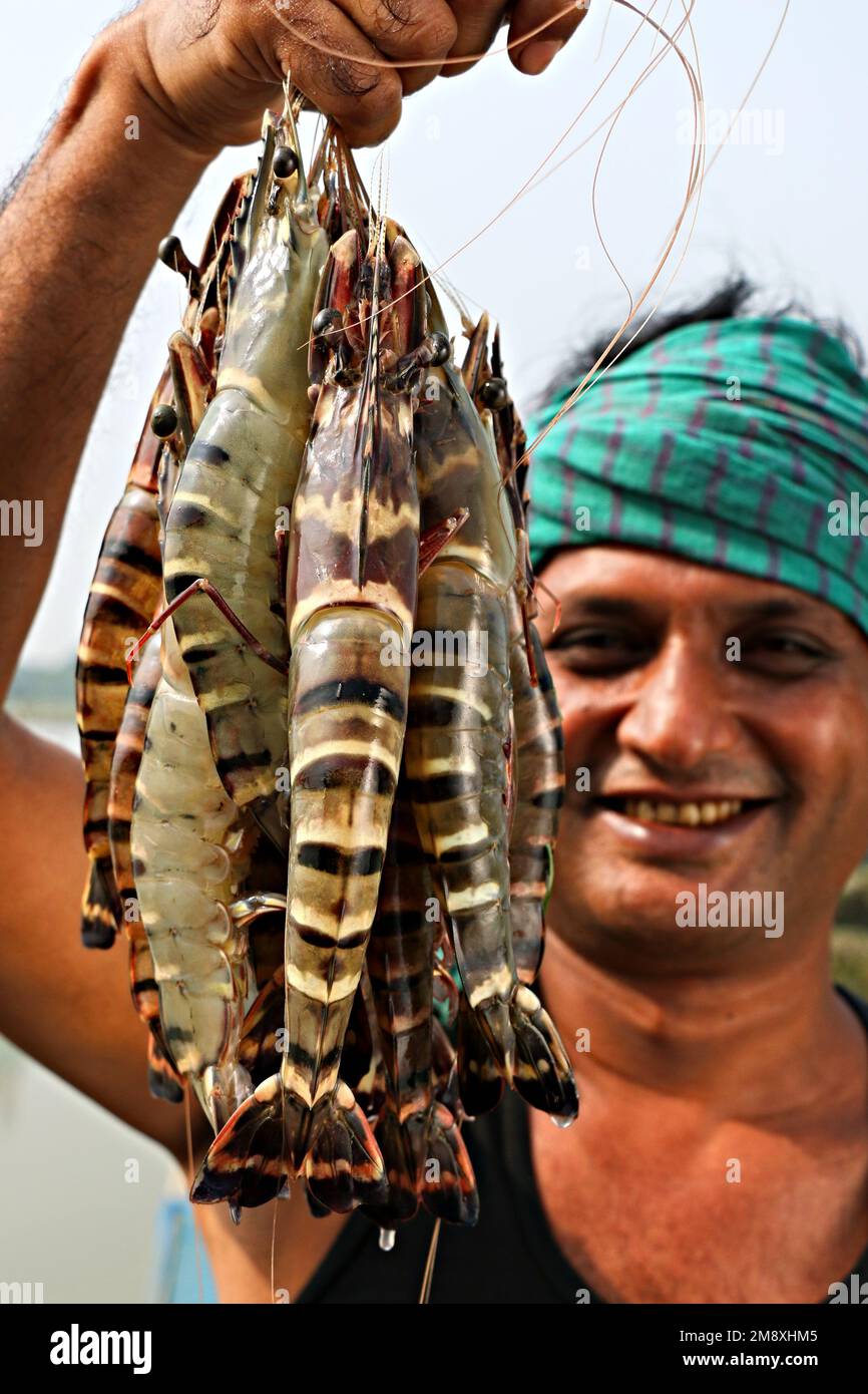 Shrimp and Prawn considered as a white gold to the Farmers of southern Bangladesh as it is their main cash crop and source of foreign exchange for the Stock Photo