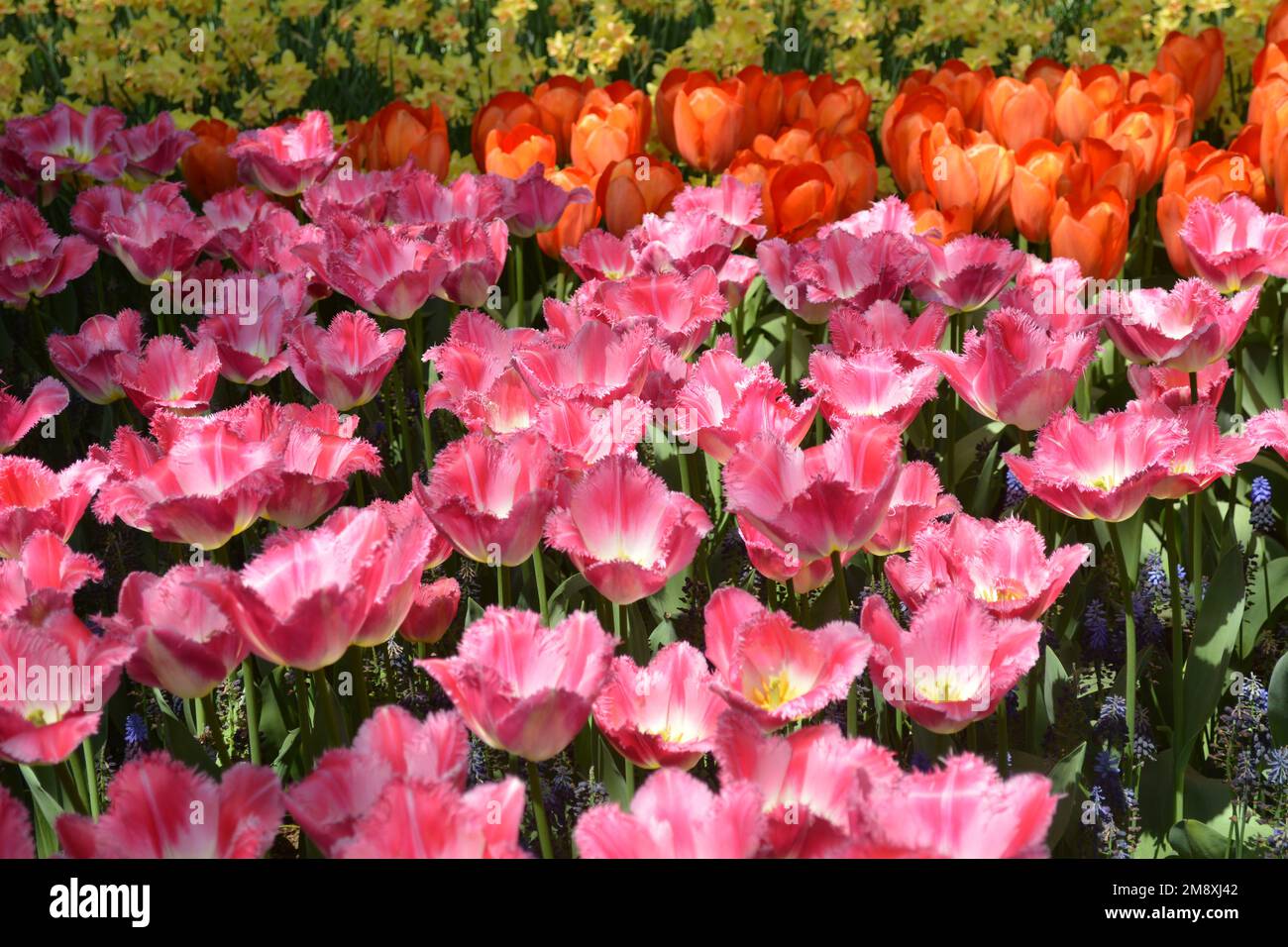 Tulips from the Keukenhof, North of Holland, Netherland Stock Photo - Alamy