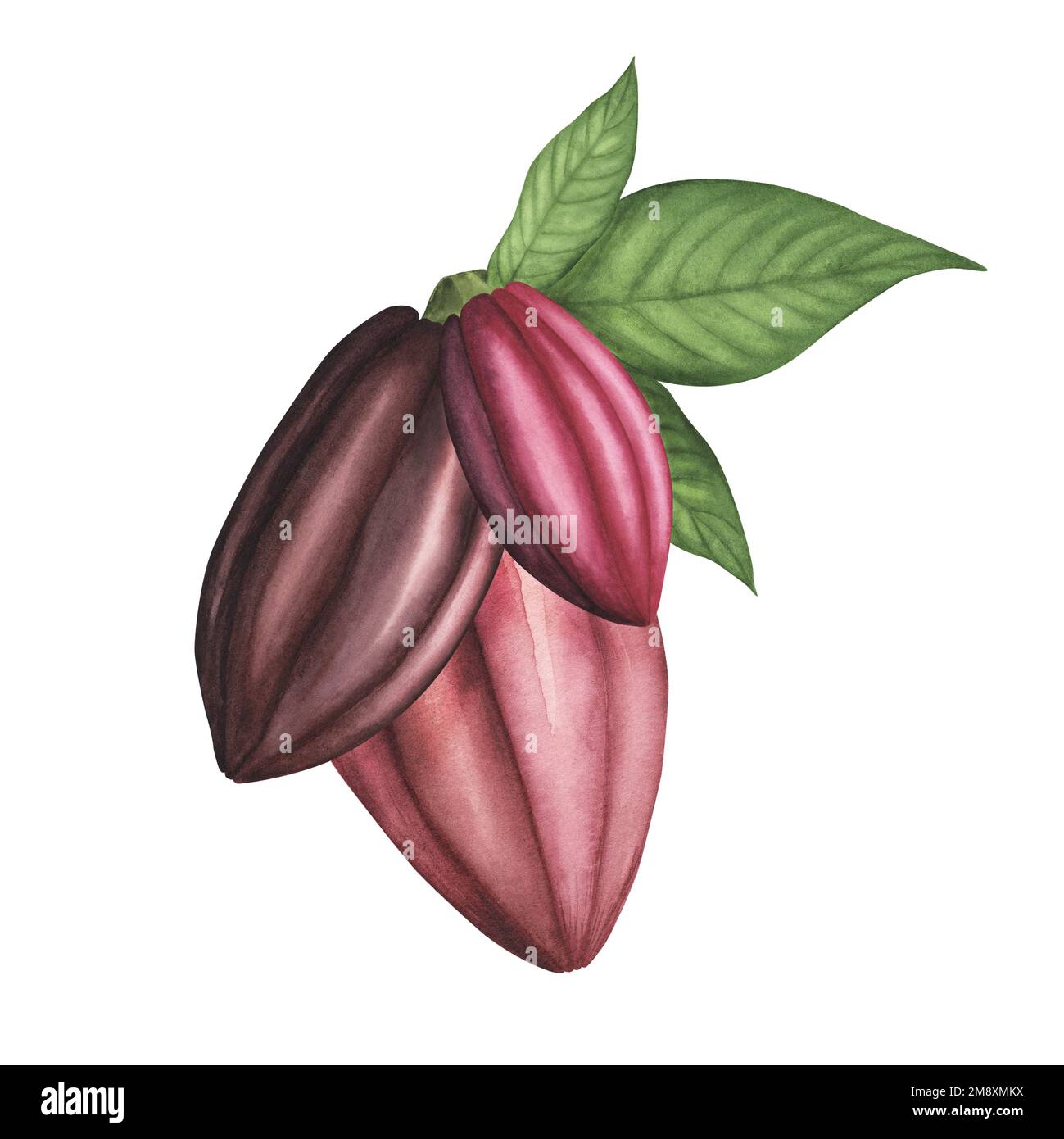 Ripe Cocoa pod with leaves isolated on white background. Watercolor hand drawn Illustration for menus, chocolate packaging, organic products Stock Photo