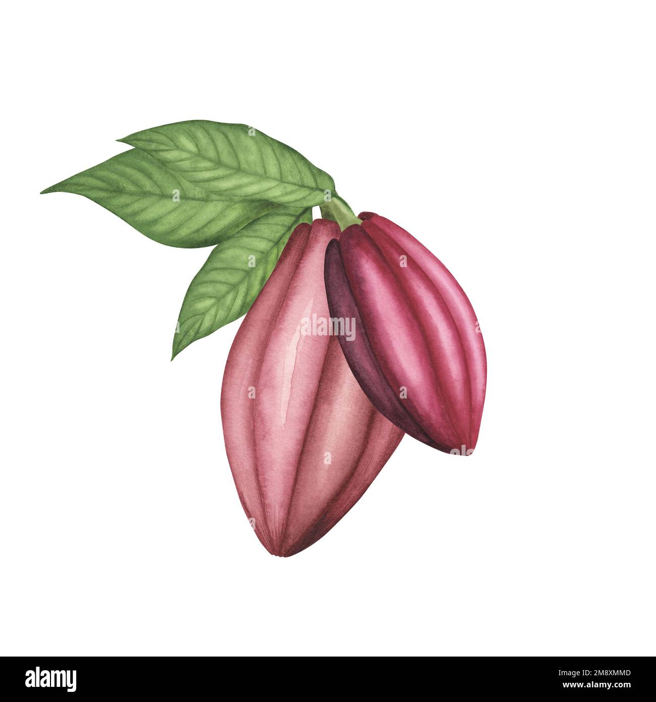 Pink Ripe Cocoa pod with beans and leaves isolated on white background. Watercolor hand drawn Illustration for menus, chocolate packaging, organic pro Stock Photo