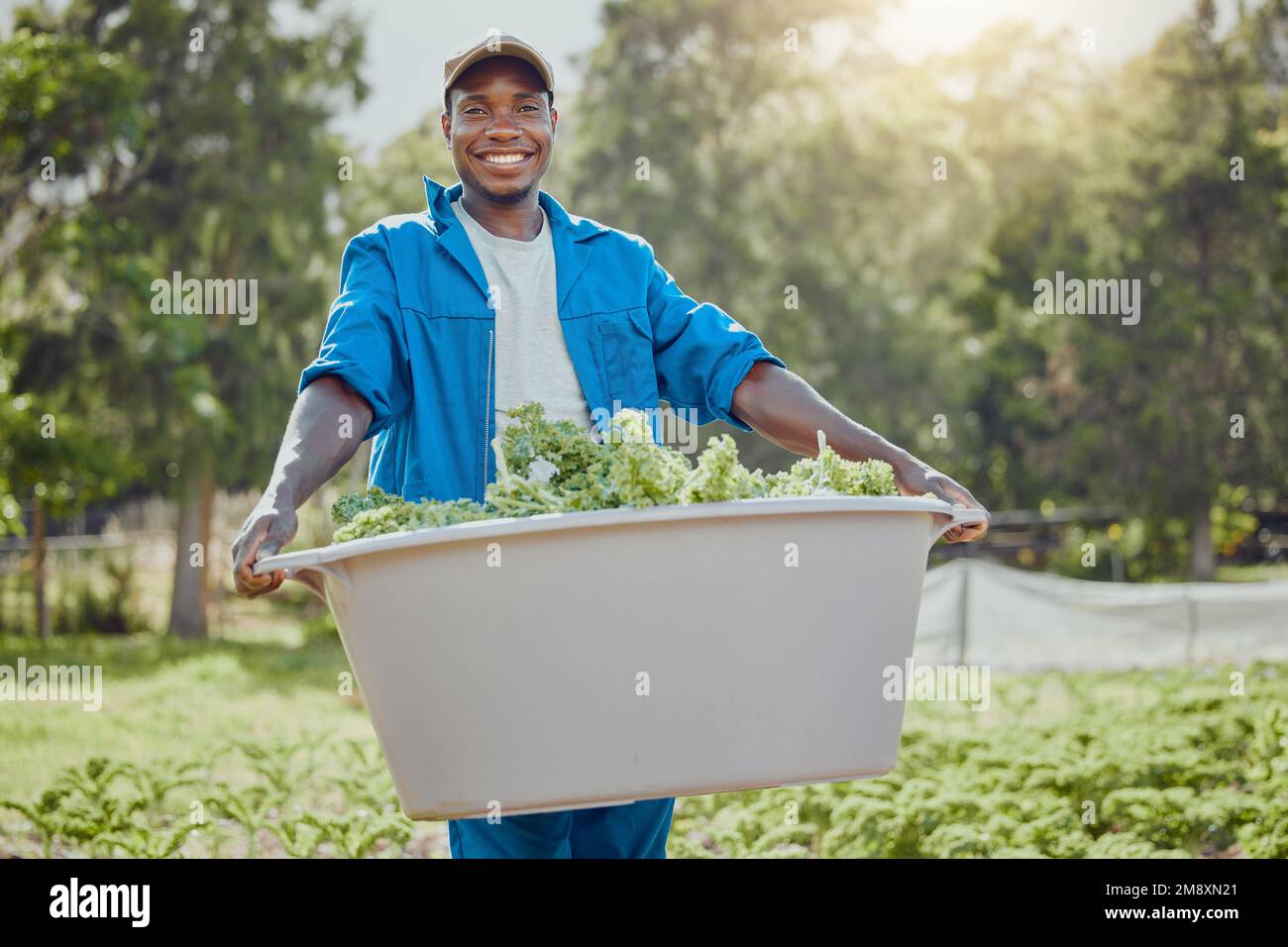 I love seeing hard work come to fruition. a handsome young farmer standing alone and holding a bucket of freshly harvested kale. Stock Photo