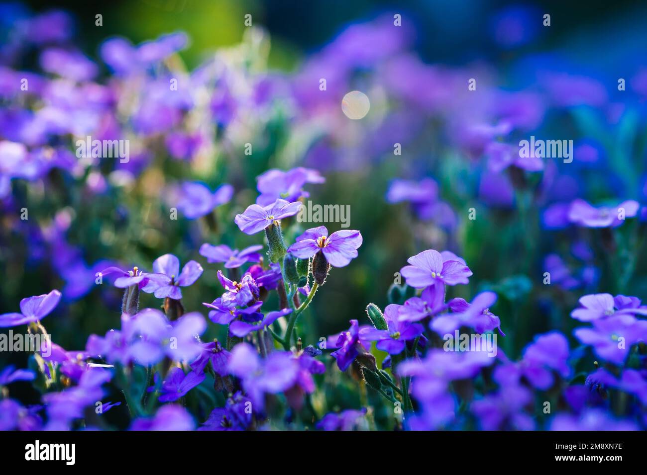aubrieta blooming blue-violet flowers in spring garden close up Stock Photo