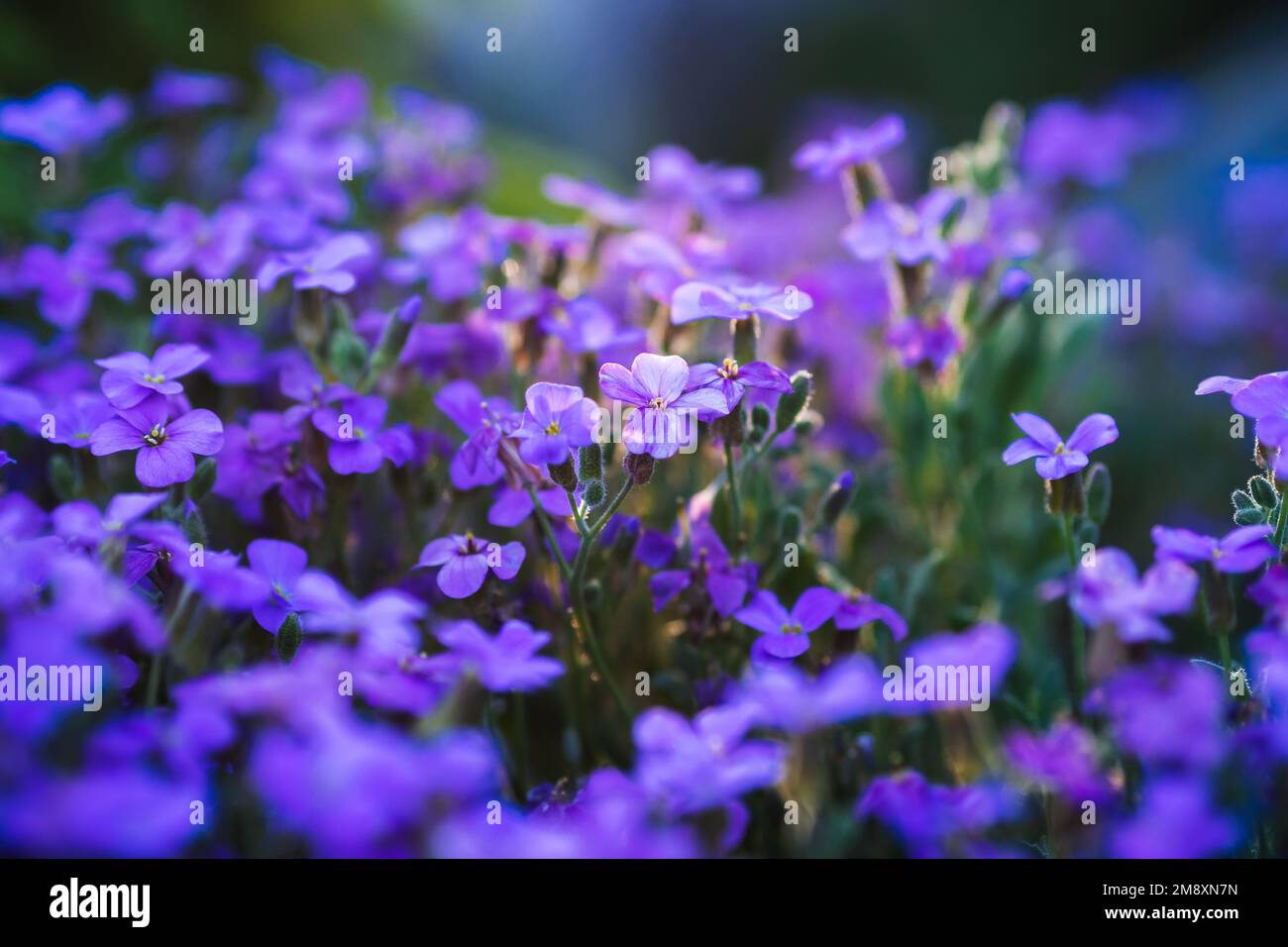 aubrieta blooming blue-violet flowers in spring garden close up Stock Photo