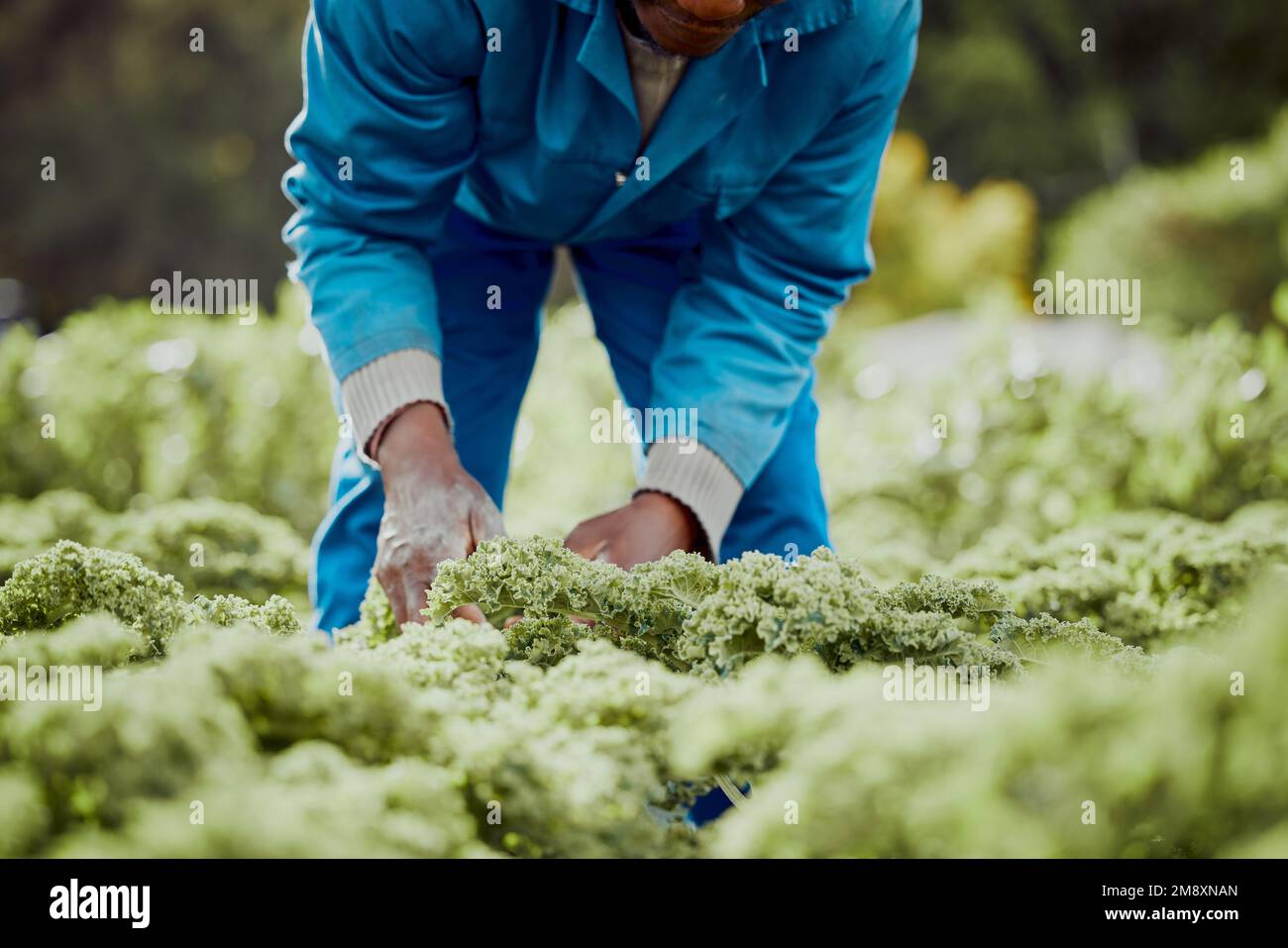Kale over carbs. an unrecognisable farmer standing alone and harvesting