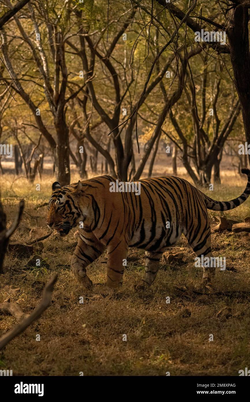 A big male wild tiger walking up close through the trees in the jungles of Ranthambore tiger reserve Stock Photo