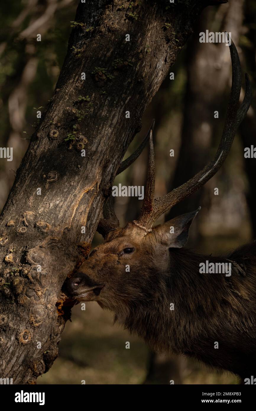 Sambar deer stag rubbing antlers on a tree trunk to get ready for the