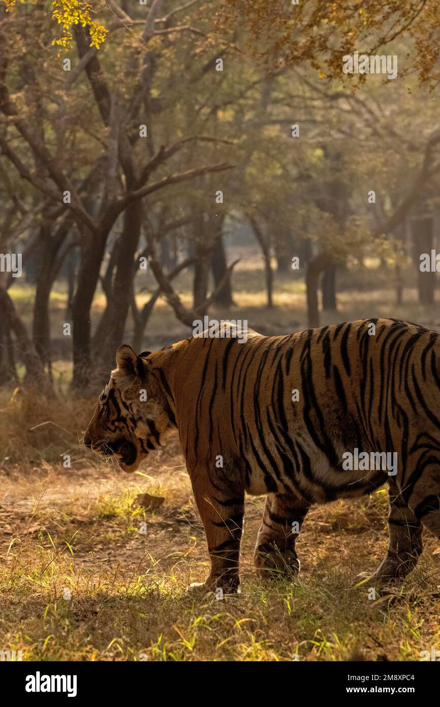 A big male wild tiger walking away up close through the trees in the jungles of Ranthambore tiger reserve Stock Photo