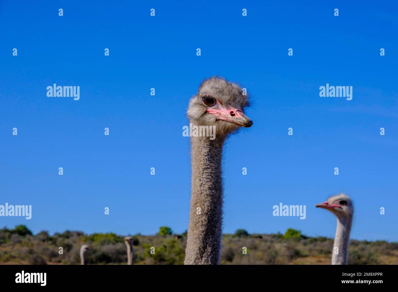 Bird Ostrich, Ostrich Farm, Oudtshoorn, Klein Karoo, Route 62, Western