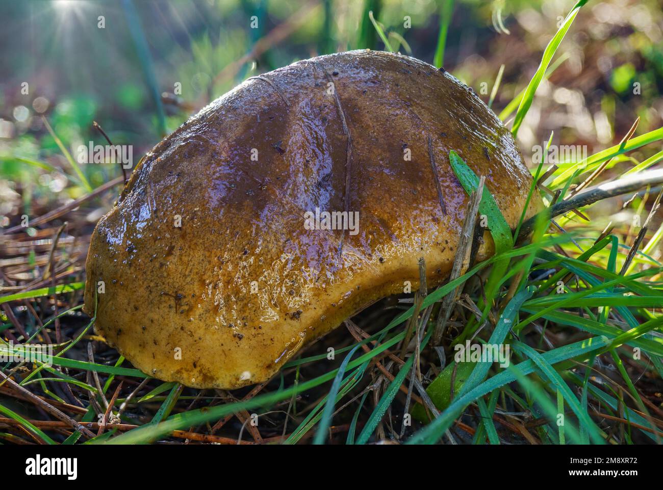(Boletus reticulatus) mushroom growing in a grassy meadow with dewdrops and sunbeams shining on it Stock Photo