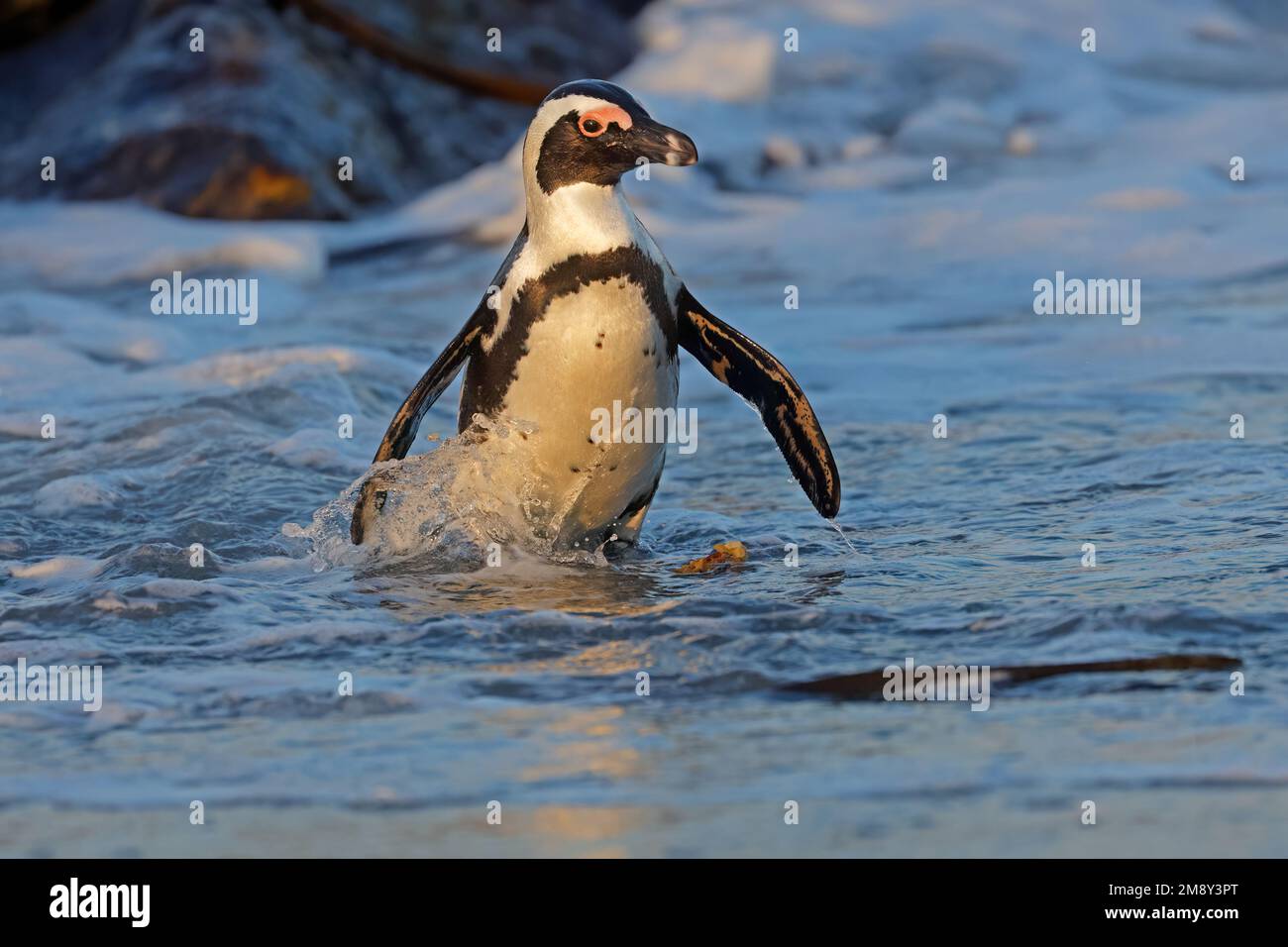 An African penguin (Spheniscus demersus) in shallow coastal water, South Africa Stock Photo