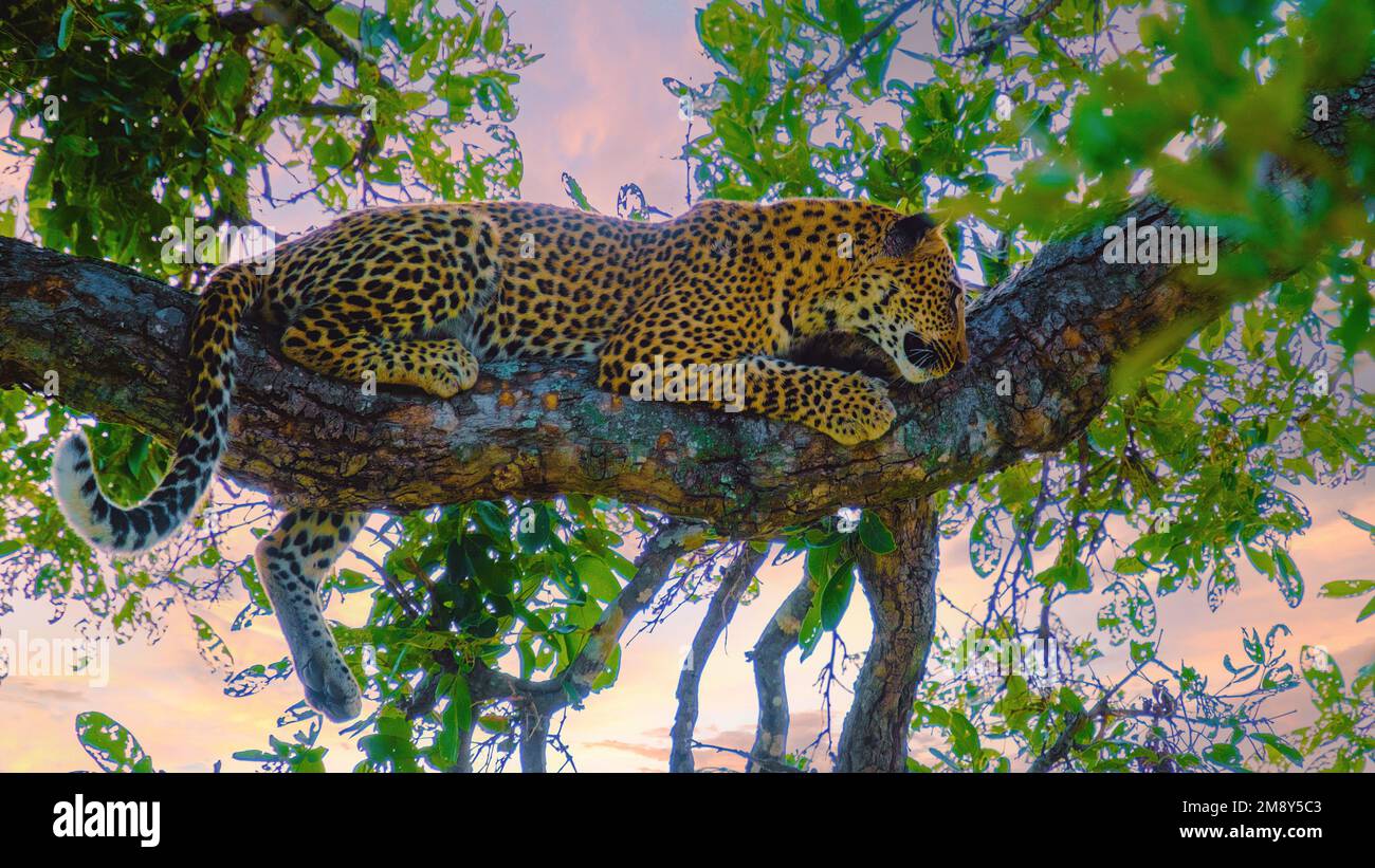 Leopard in a tree during sunset at Kruger park South Africa Stock Photo ...