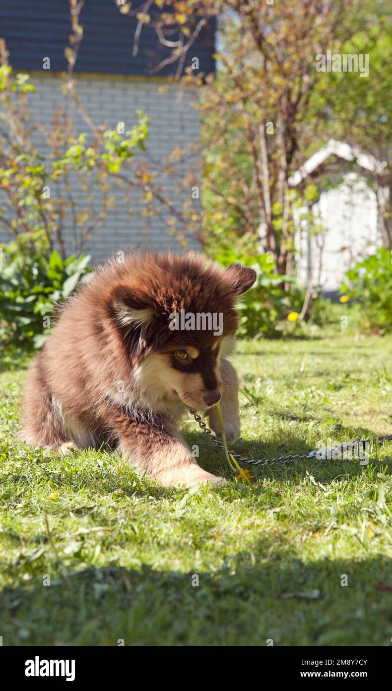 Puppy, The Finnish Lapphund, Finnish Lapponian Dog on a lawn, romping ...