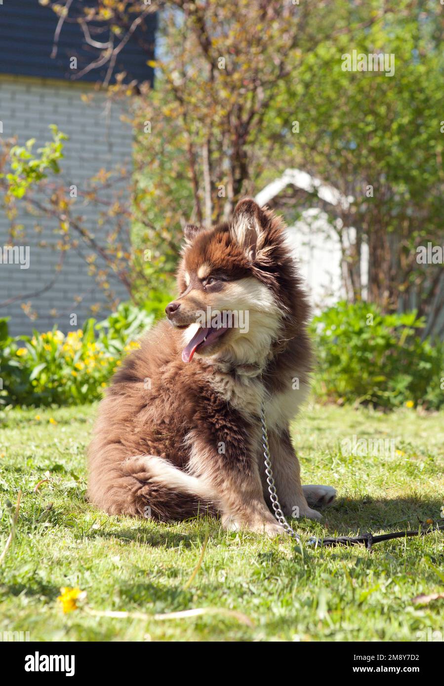 Puppy, The Finnish Lapphund, Finnish Lapponian Dog on a lawn, romping ...