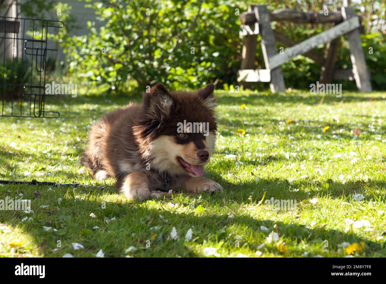 Puppy, The Finnish Lapphund, Finnish Lapponian Dog on a lawn, romping ...