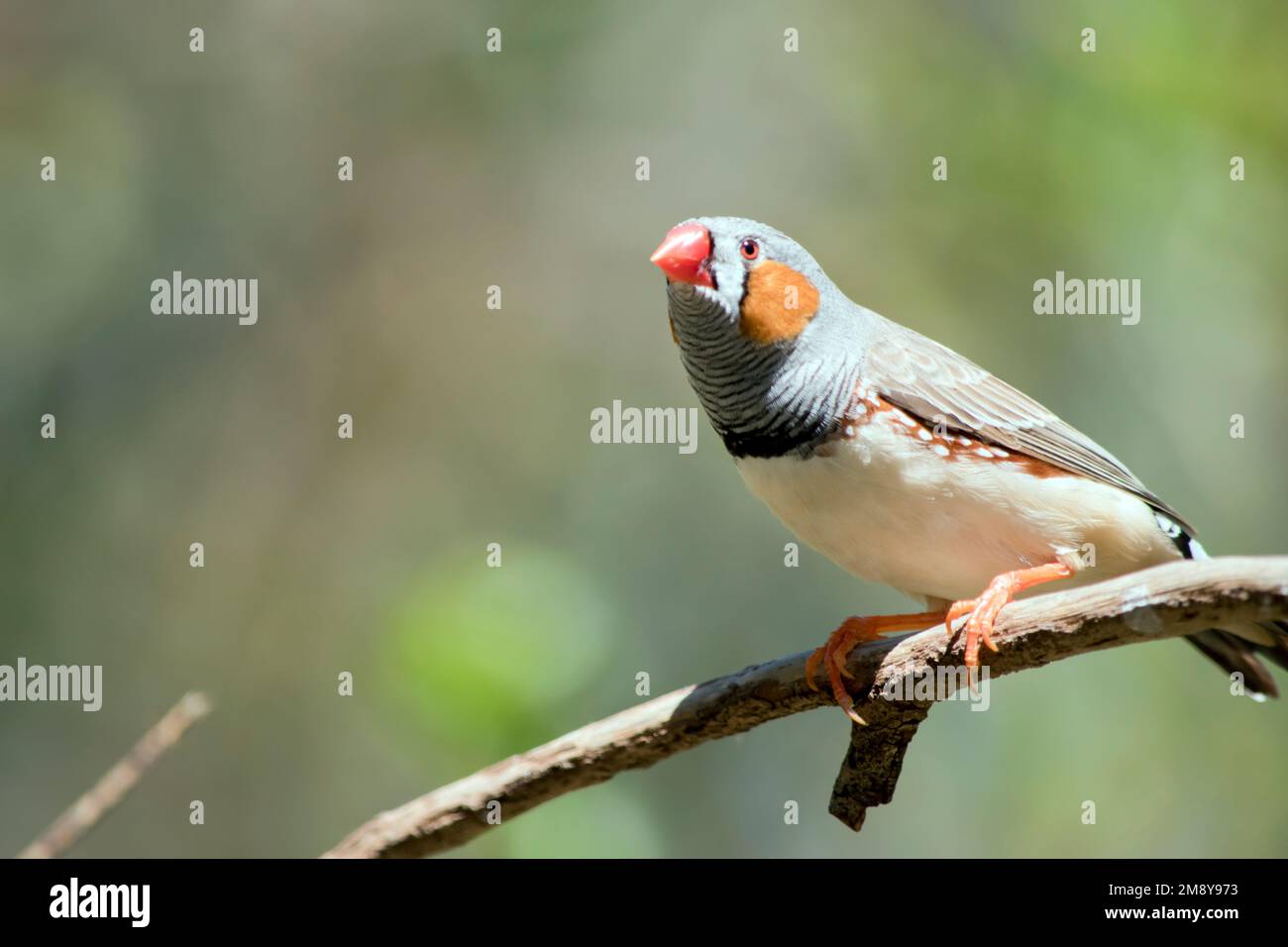 Zebra finches hi-res stock photography and images - Alamy