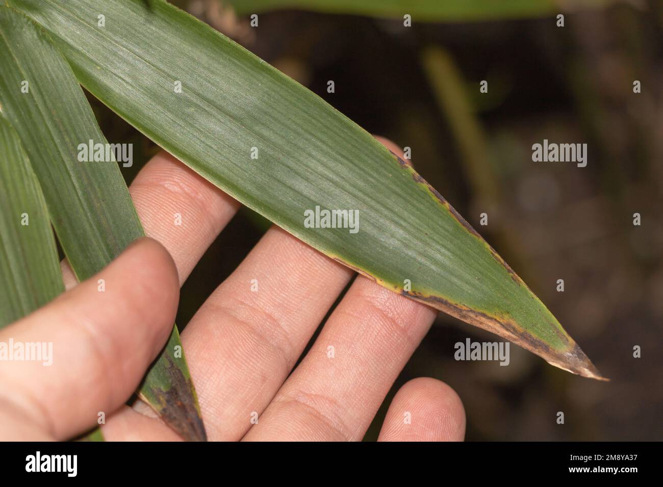The Sick Leaves of a Bamboo plant in the Gardener's Hand: A Close-Up View Stock Photo
