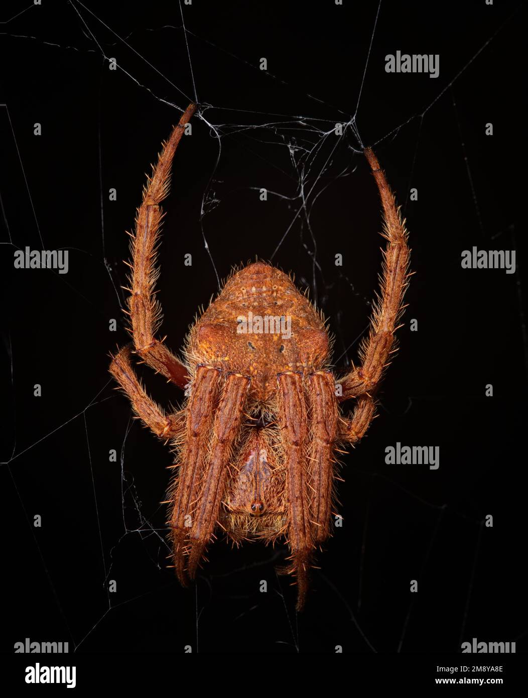 Orb spider hanging in its web Stock Photo