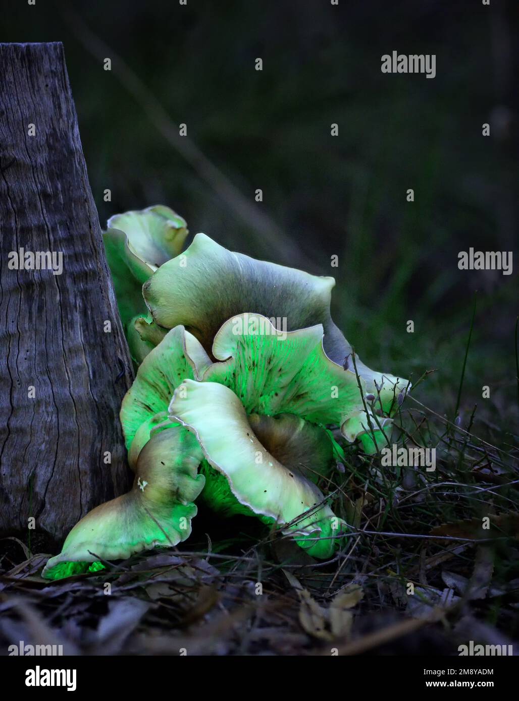 Ghost fungus (Omphalotus nidiformis) glowing with bioluminescence Stock