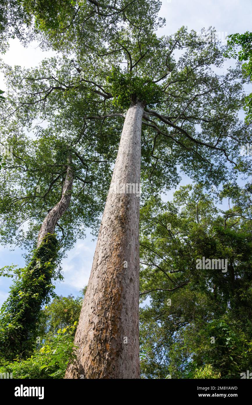 Pullan Tree Pullen Cambodia tower temple Stock Photo - Alamy